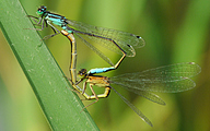 Mating Common Bluetails (Ischnura elegans)